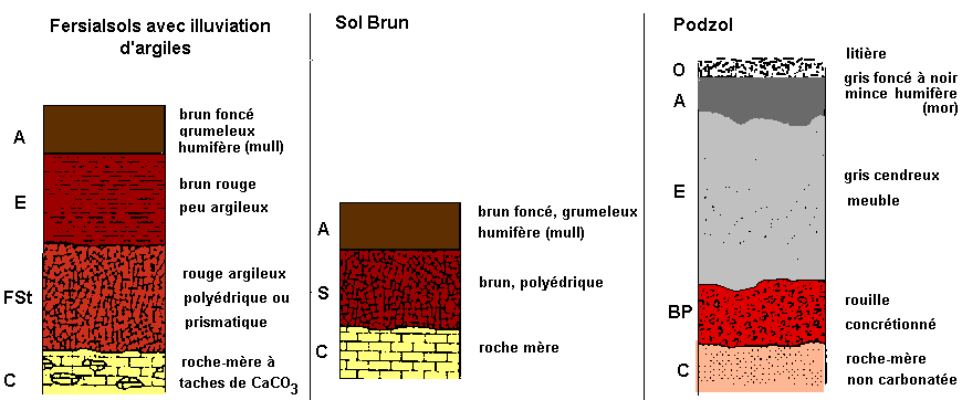 Les différents types de sol que l'on peut rencontrer dans un jardin