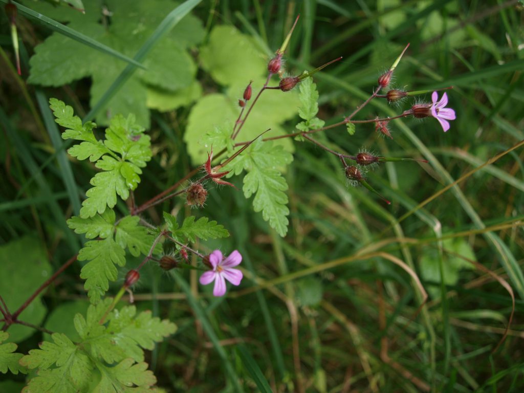 Géranium herbe à Robert