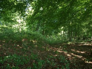 Forêt récente