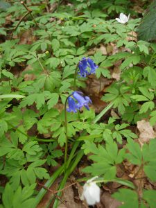 Jacinthe des bois