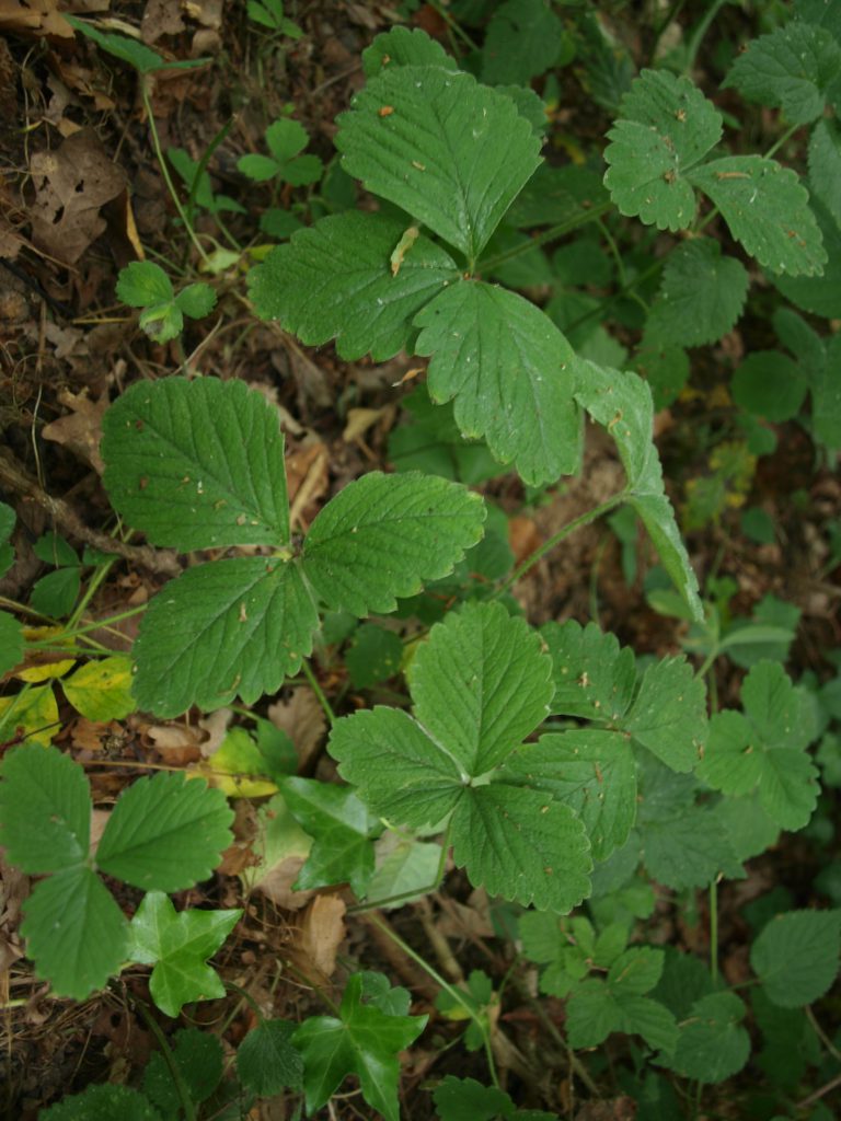 Fraisier des bois