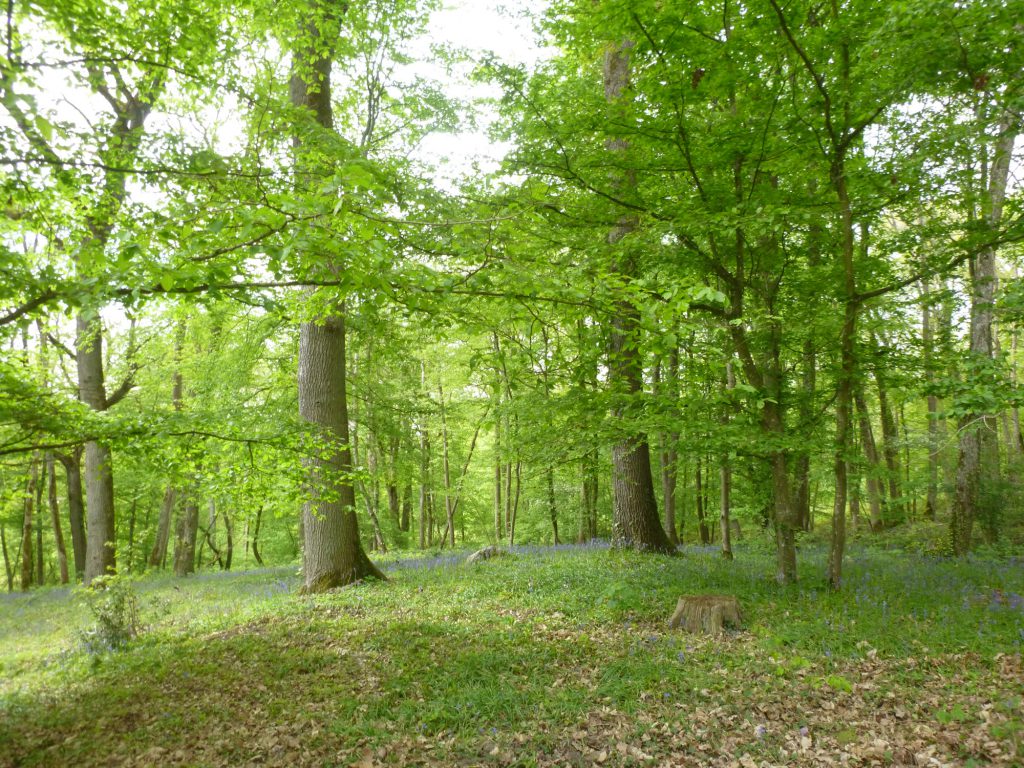 Jacinthe des bois (sur la commune d'Ivors)