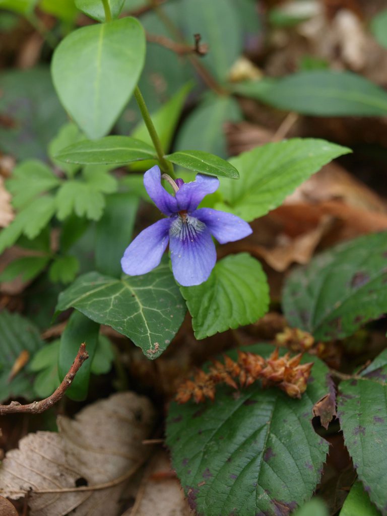 Violette 