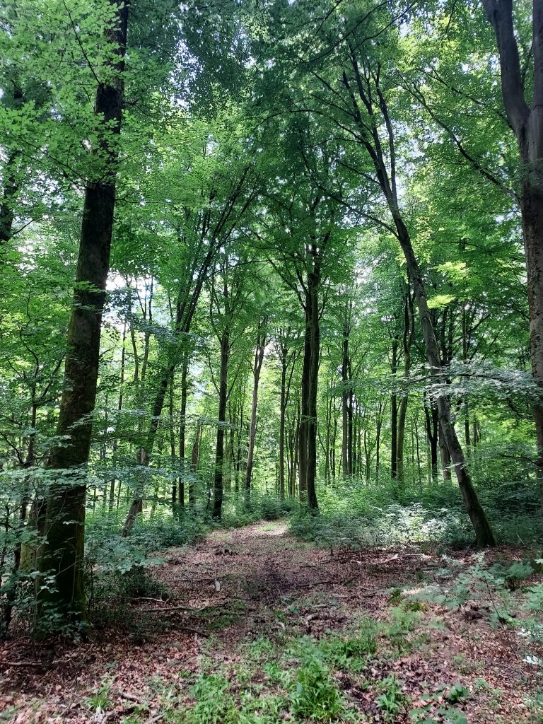 L’histoire de la forêt de Retz à travers ses bornes