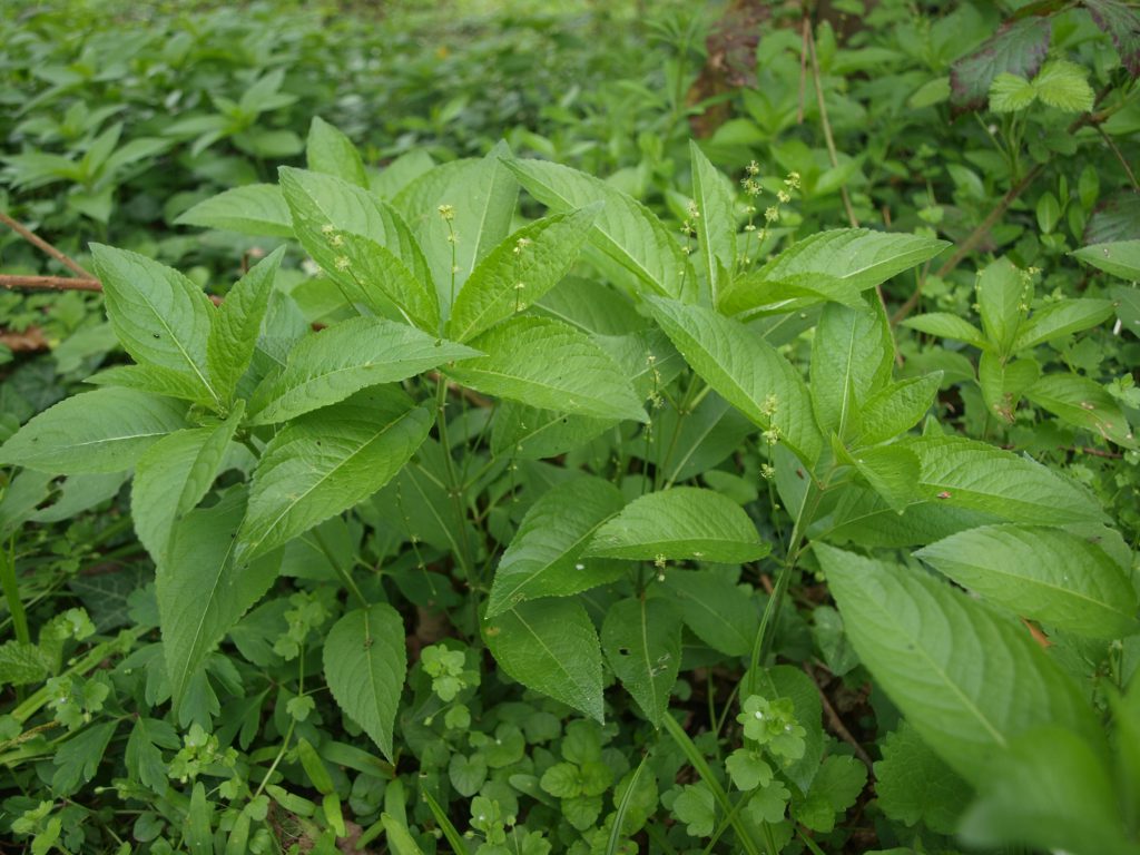 Mercuriale pérenne